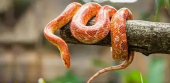 Serpente di mais su un ramo