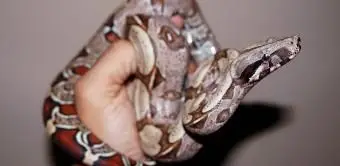 Pitone che tiene la mano