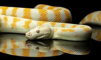 Fantastici nomi di serpenti per la personalità unica del tuo animale domestico