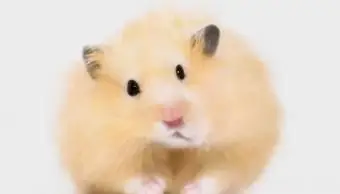Ursinho de pelúcia ou hamster angorá