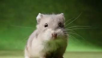 Hamster Fancy