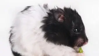 Hamster panda comendo pimenta verde