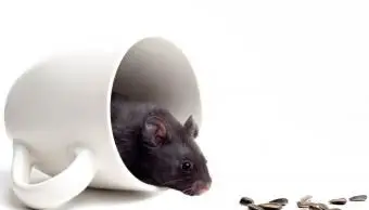 hamster urso preto em uma xícara de café