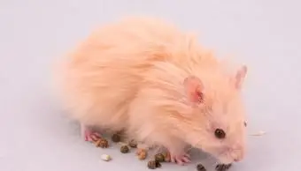 Hamster de olhos vermelhos