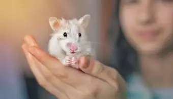 Hamster branco comum na mão