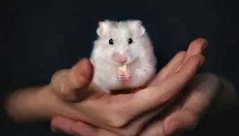 Comparadas entre raças populares de hamsters para animais de estimação