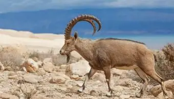 Lo que significa un Stellium de Capricornio en una carta natal