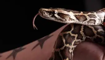 Dieta del pitone palla