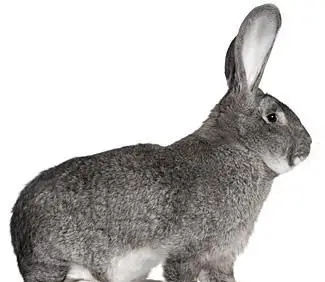 conejo chinchilla gigante