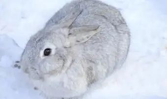Conejo chinchilla gigante
