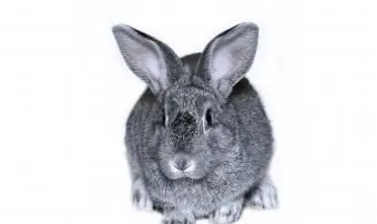 conejo chinchilla gigante