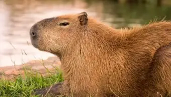 물 근처에서 쉬고있는 카피 바라