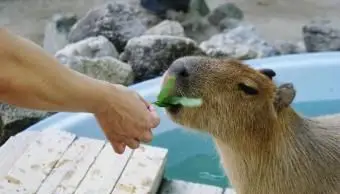 카피 바라에게 먹이를주는 손