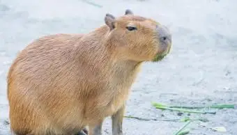 귀여운 카피 바라 식사