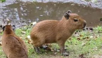 필드에서 아기 동물