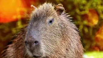 카피 바라 애완 동물 현황 및 관리 가이드