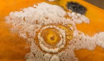 Wissenschaftliche Experimente mit Schimmel