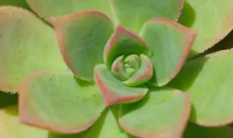 Kura i pisklęta Kaktusy