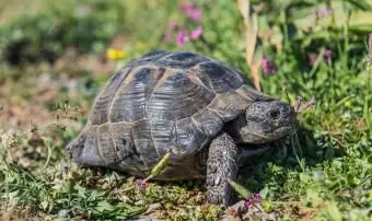 Żółw na zboczu wzgórza w Grecji