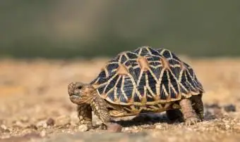 Żółw gwiaździsty na porannym spacerze