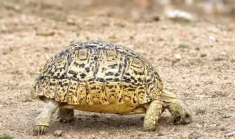 Wyraźnie zaznaczony żółw lamparcie karma dla jedzenia