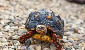 Żółw czerwononogi spacerujący na zewnątrz