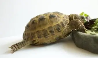 Żółw rosyjski rozciągający się podczas jedzenia zieleni