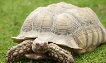 Afrykański żółw pustynny