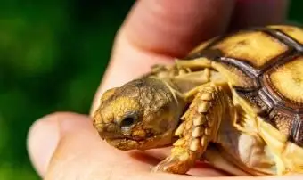 Rodzaje żółwi domowych i podstawowa opieka