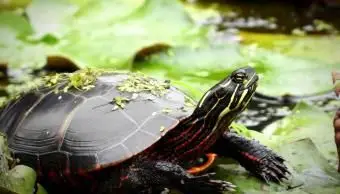 Fakty o malowanych żółwiach i przewodnik po pielęgnacji zwierząt