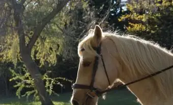 Mená španielskych koní