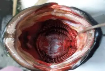 Gros plan des dents cardiformes et pharyngées