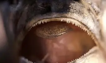 Gros plan des dents de maquereau