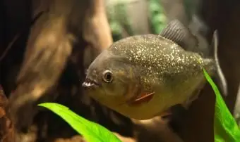 Les poissons ont-ils des dents ?