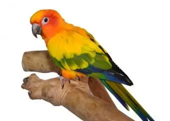 自然の枝のとまり木にコガネメキシコインコ