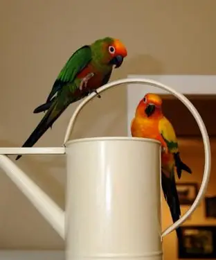 ゴシキメキシコインコとぶらぶらしているコガネメキシコインコ