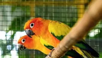 コガネメキシコインコのペットの食事、行動、ケア