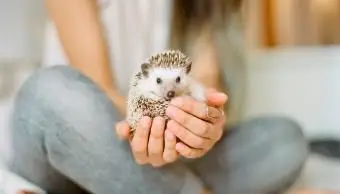 150 Nápady na meno ježka