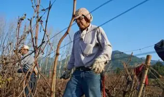 プランテーション労働者