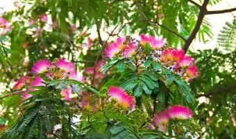 Persischer Seidenbaum