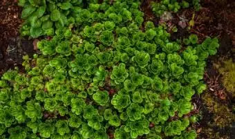 Sedum Bodendecker