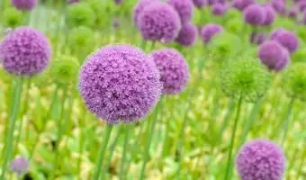 Riesige Allium-Pom-Poms