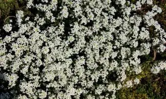 Weißes Alyssum