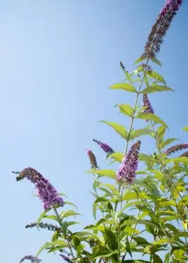 Schmetterlingsstrauch in voller Blüte