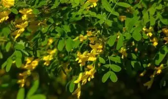 Sibirischer Erbsenstrauch