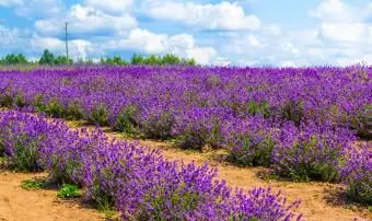 Plantas que prosperam em solo arenoso