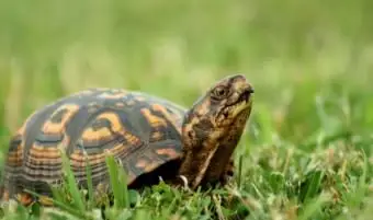 מה אוכלים צבי קופסא?