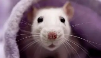 Śliczny biały szczur