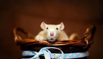 szczur siedzący w koszu