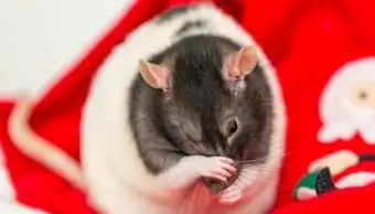 Pielęgnacja szczurów domowych